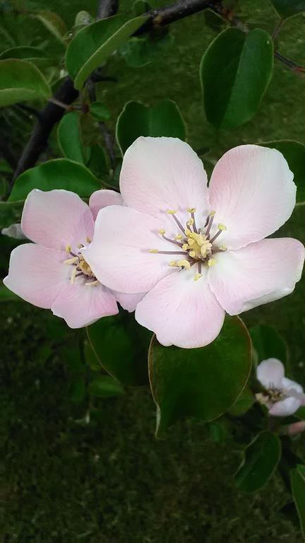 Appartamenti De Sanctis 빌레타 바레아 외부 사진